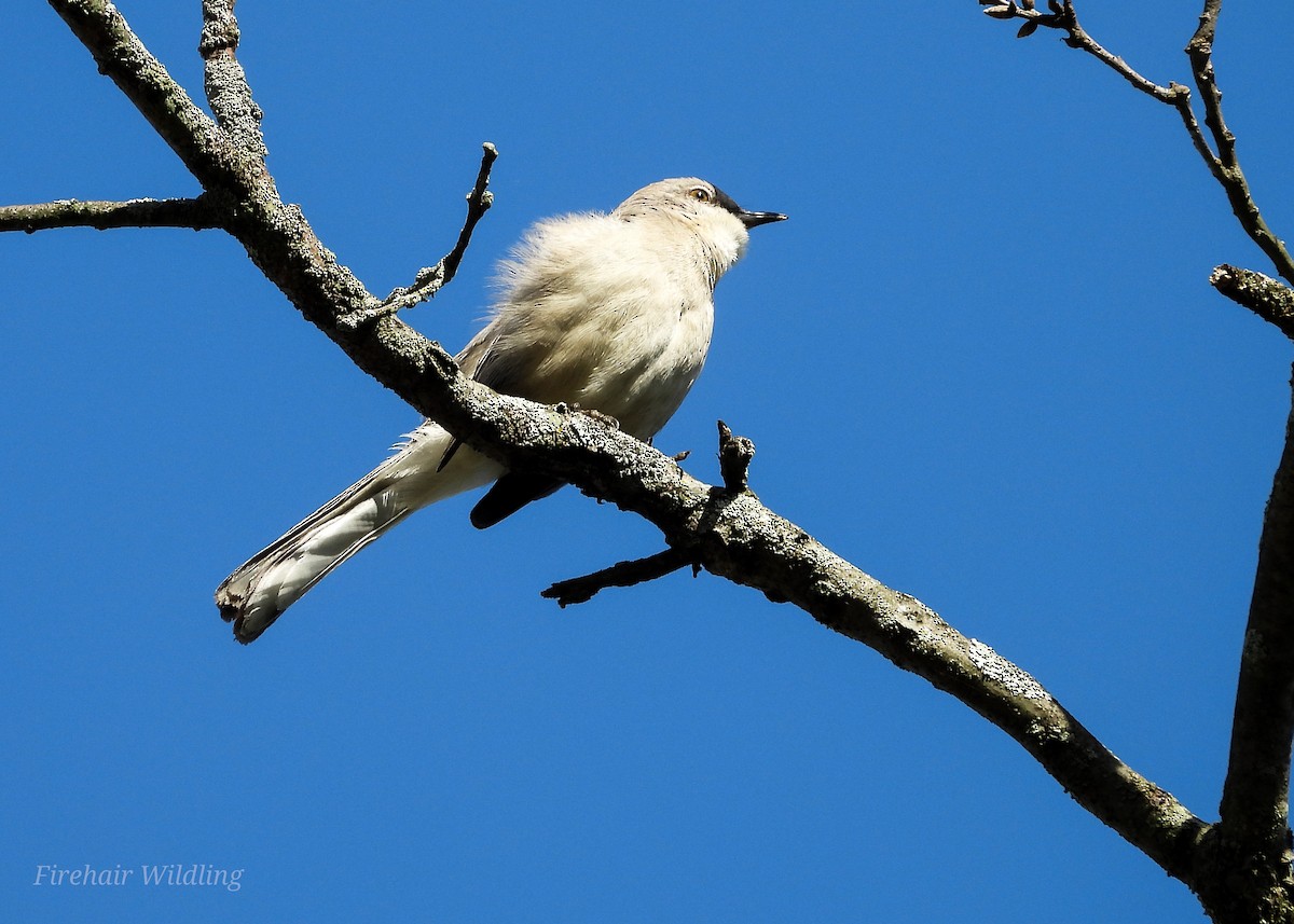 Northern Mockingbird - ML618421124