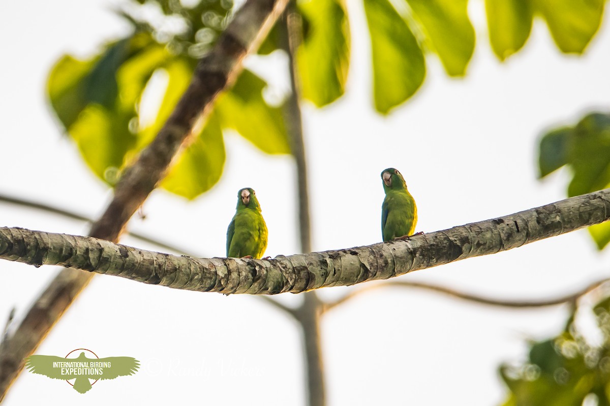 Riparian Parrotlet - ML618421147