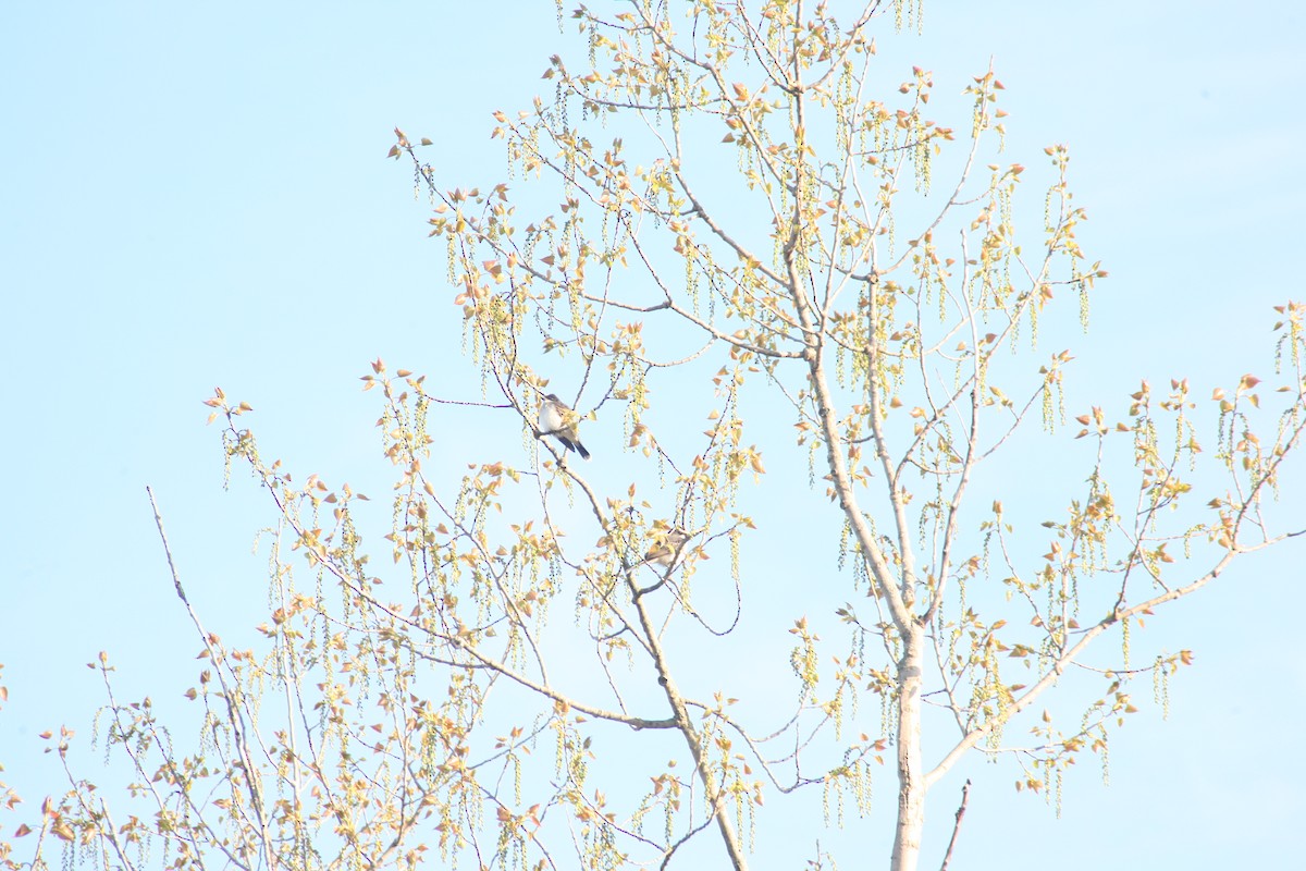 Eastern Kingbird - Timothy Sullivan