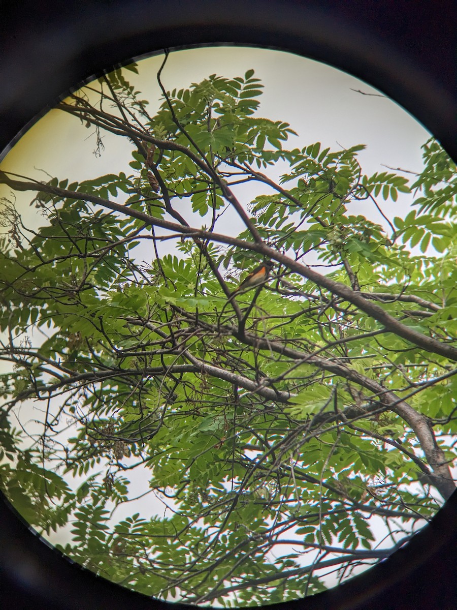 American Redstart - Reder Daughenbaugh