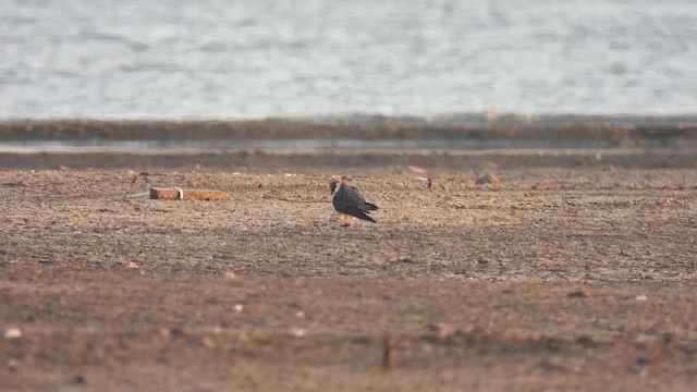 Amur Falcon - ML618421266