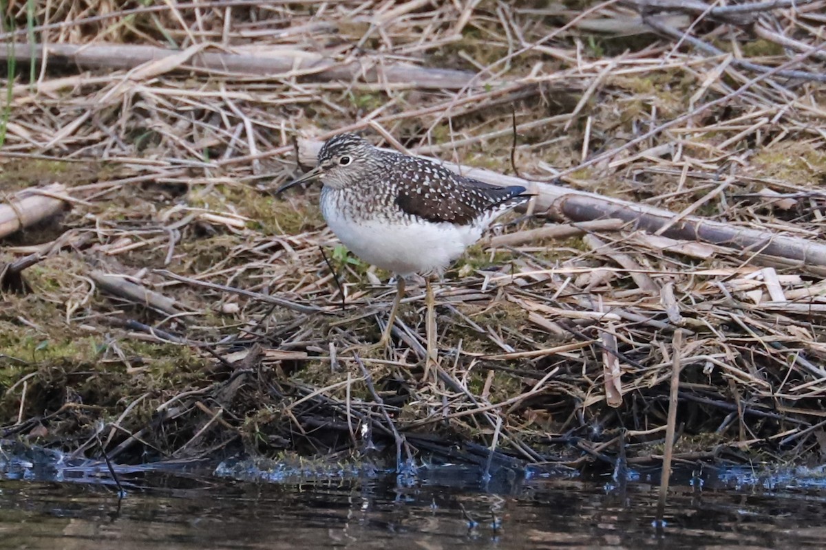 Solitary Sandpiper - Debra Rittelmann