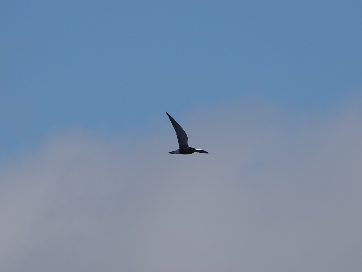 Black Tern - ML618421300