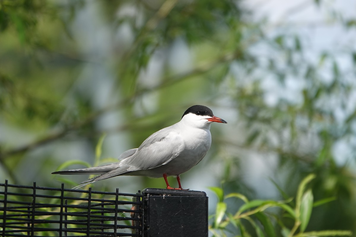 Common Tern - ML618421321