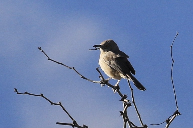 Bendire's Thrasher - ML618421325