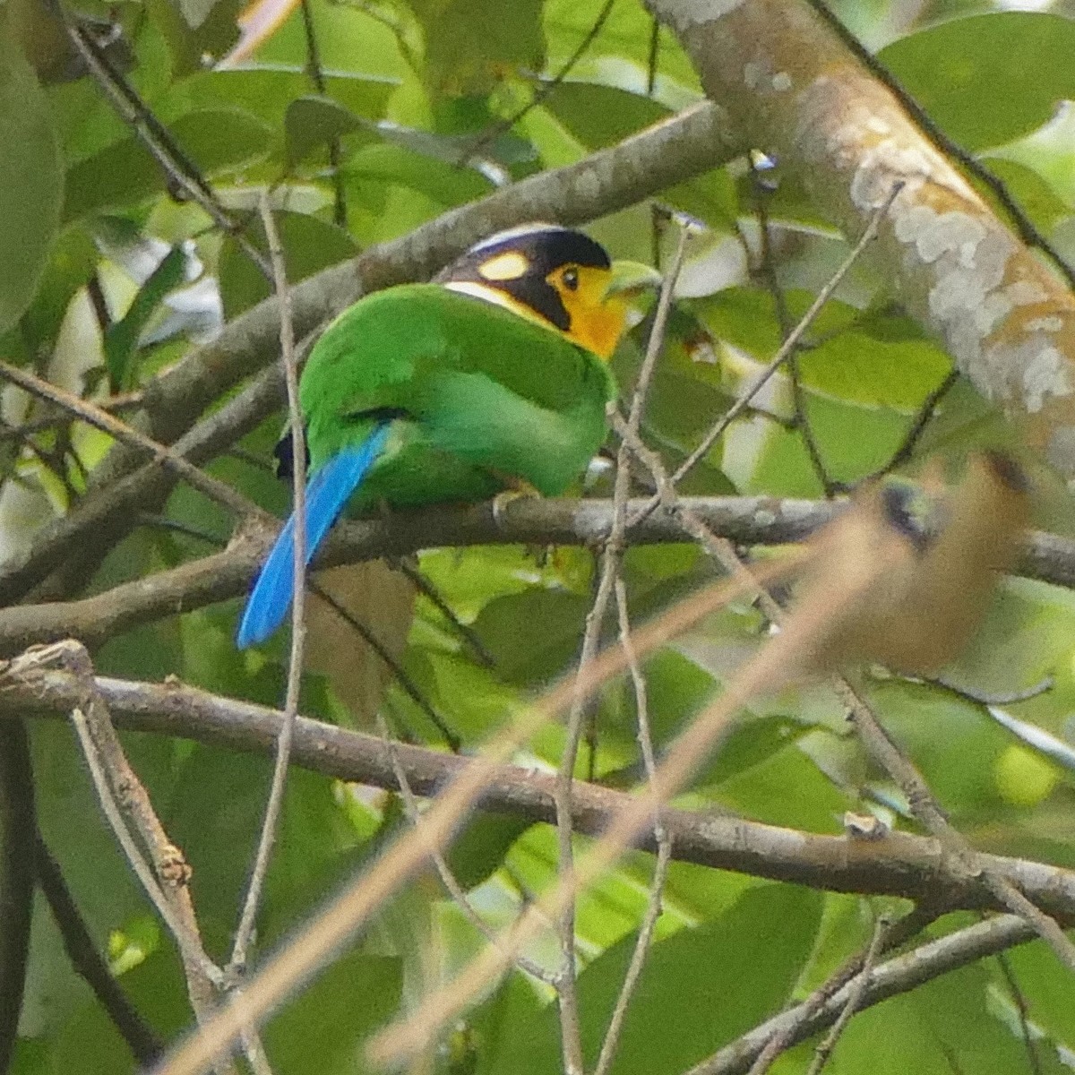 Long-tailed Broadbill - Heinrich Schiess