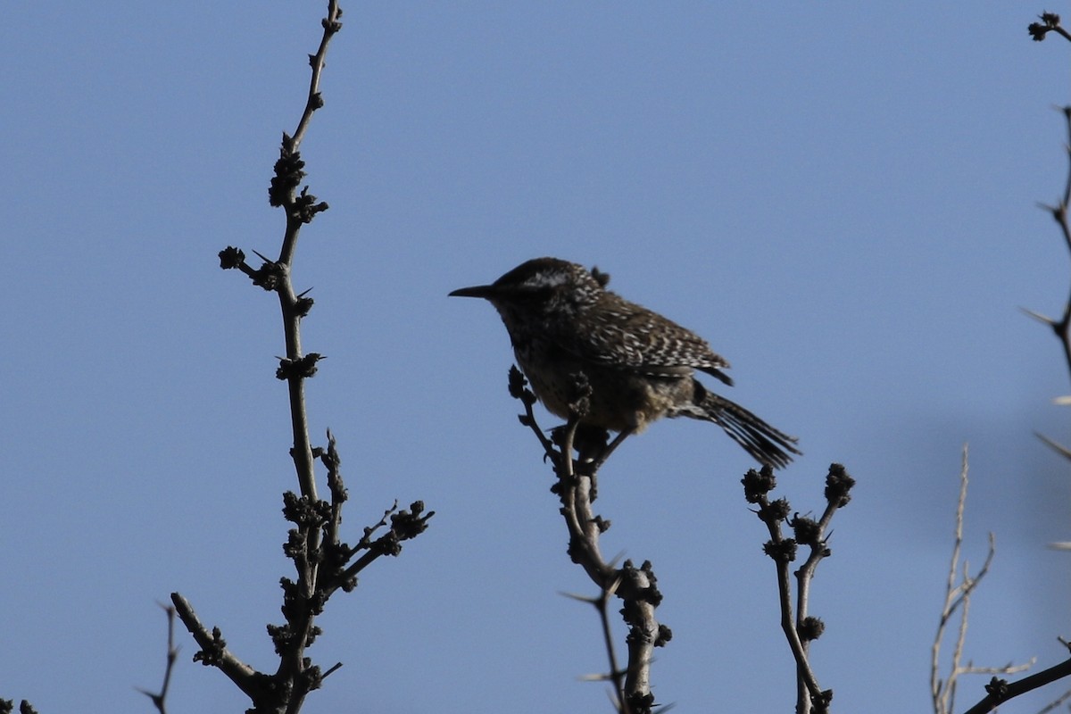 Cactus Wren - ML618421375