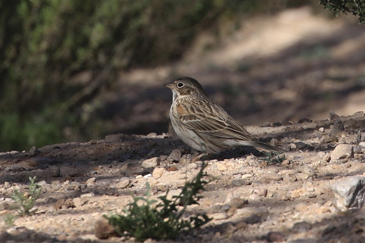 Vesper Sparrow - ML618421400