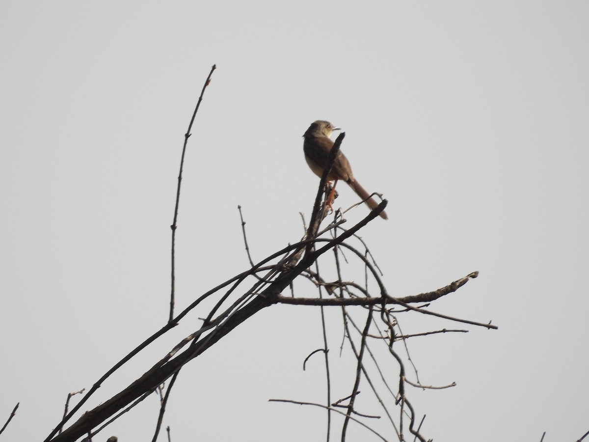 Jungle Prinia - Rahul Kumaresan