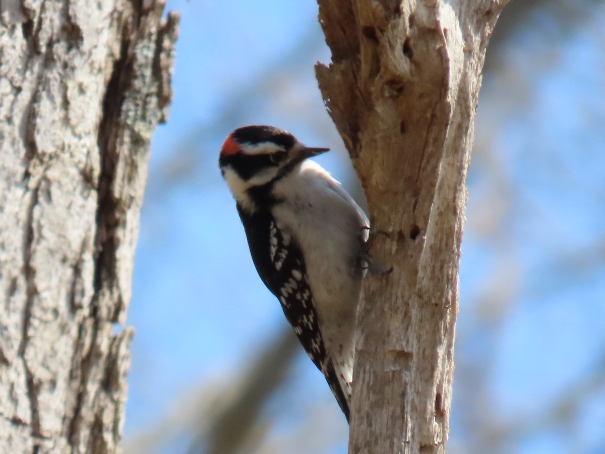 Downy Woodpecker - ML618421415