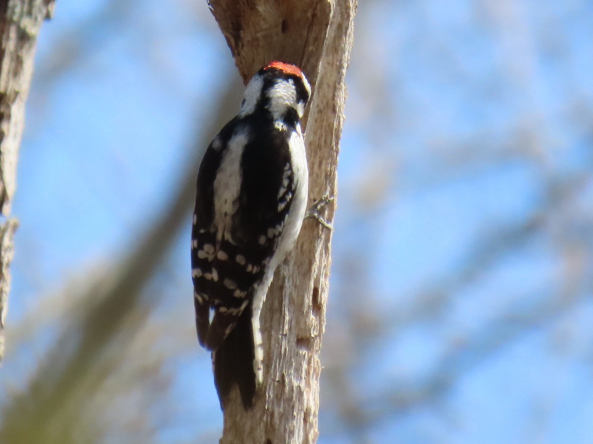Downy Woodpecker - ML618421416