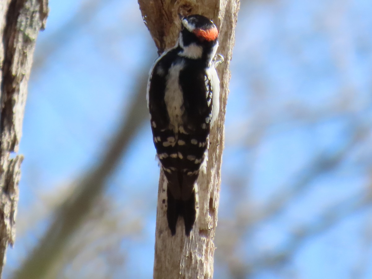 Downy Woodpecker - ML618421417