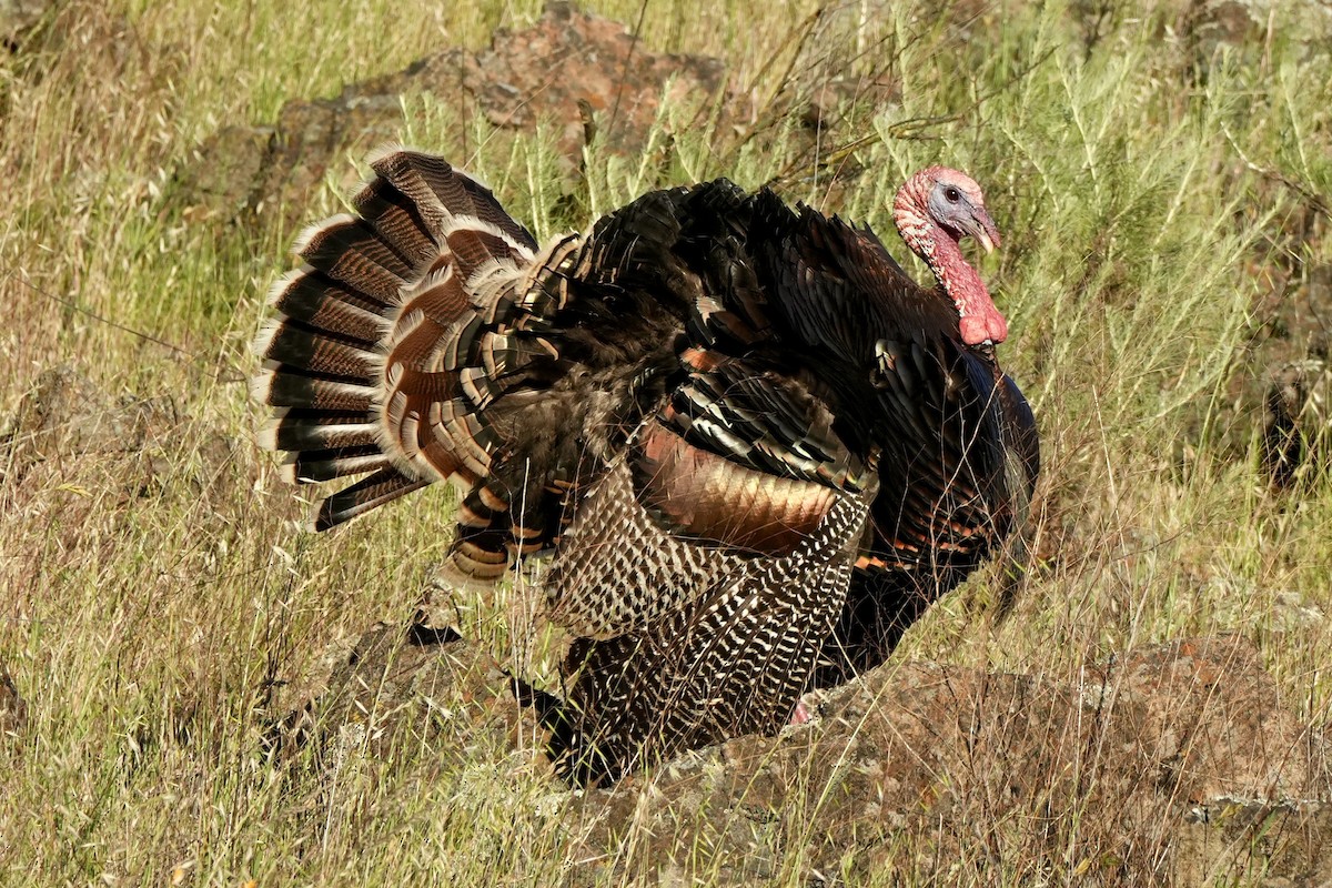 Wild Turkey - ML618421451