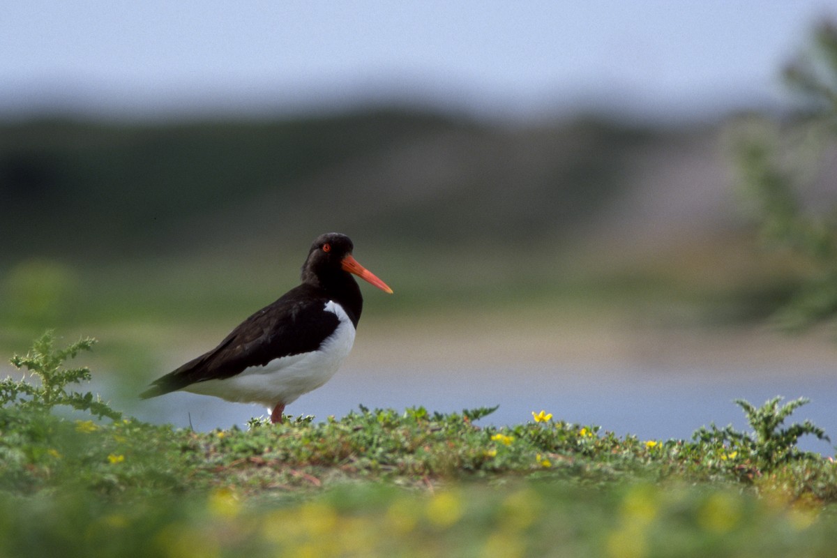 Eurasian Oystercatcher - ML618421467