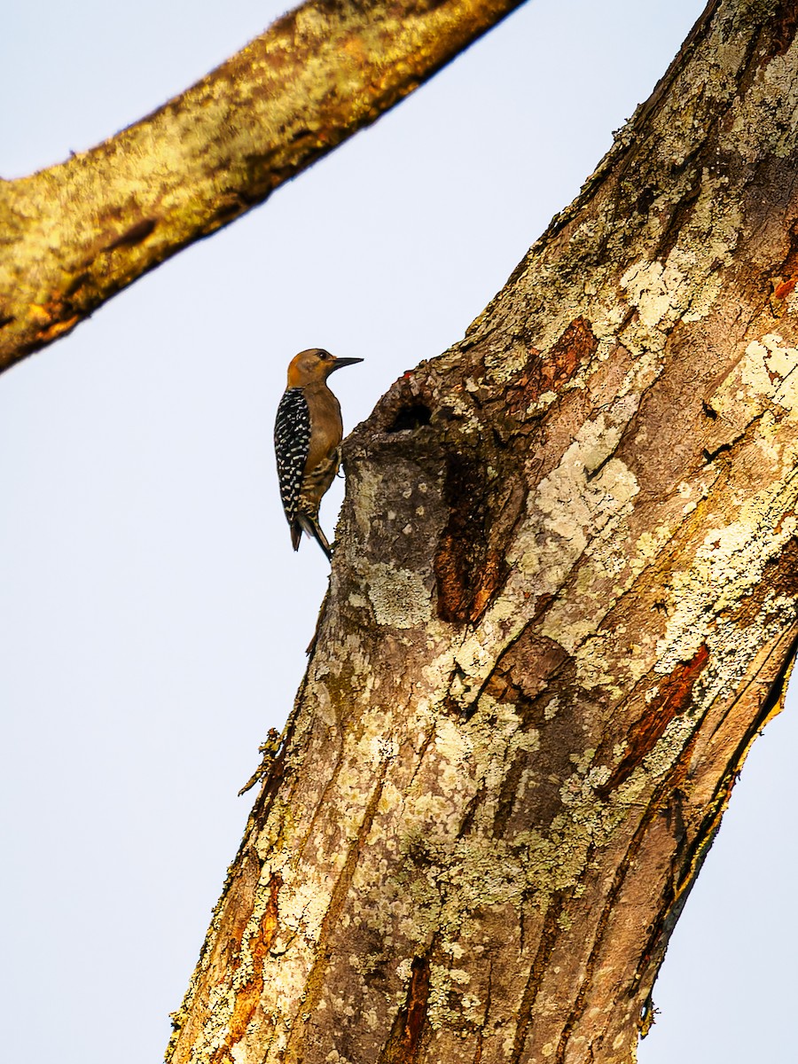 Hoffmann's Woodpecker - Deborah Berlyne