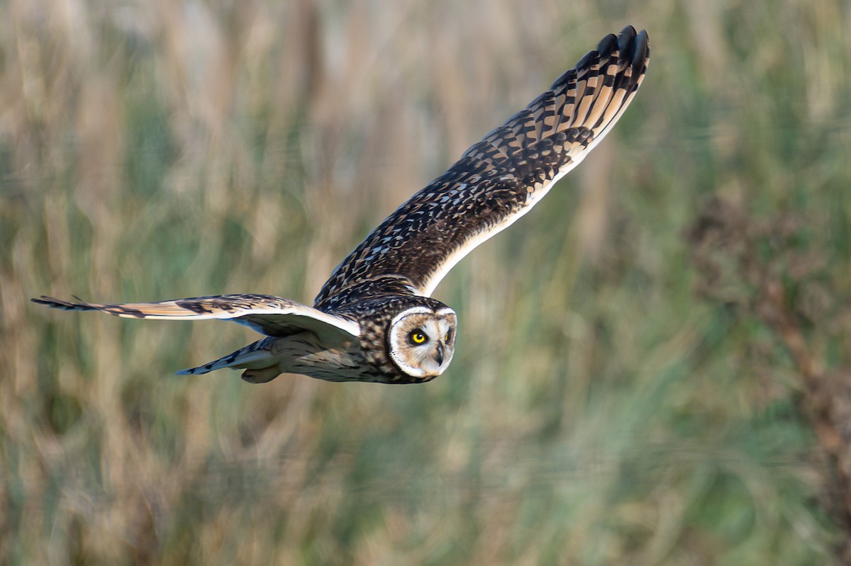 Short-eared Owl - ML618421523