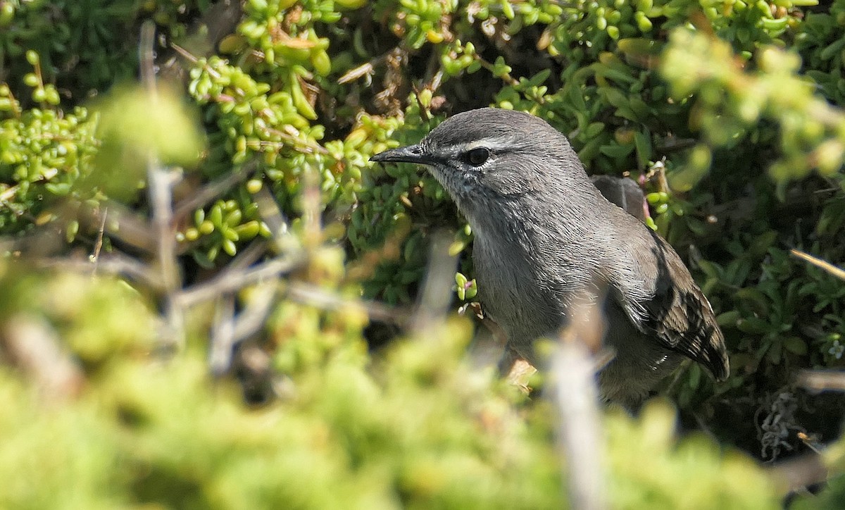 Karoo Scrub-Robin - Hubert Söhner