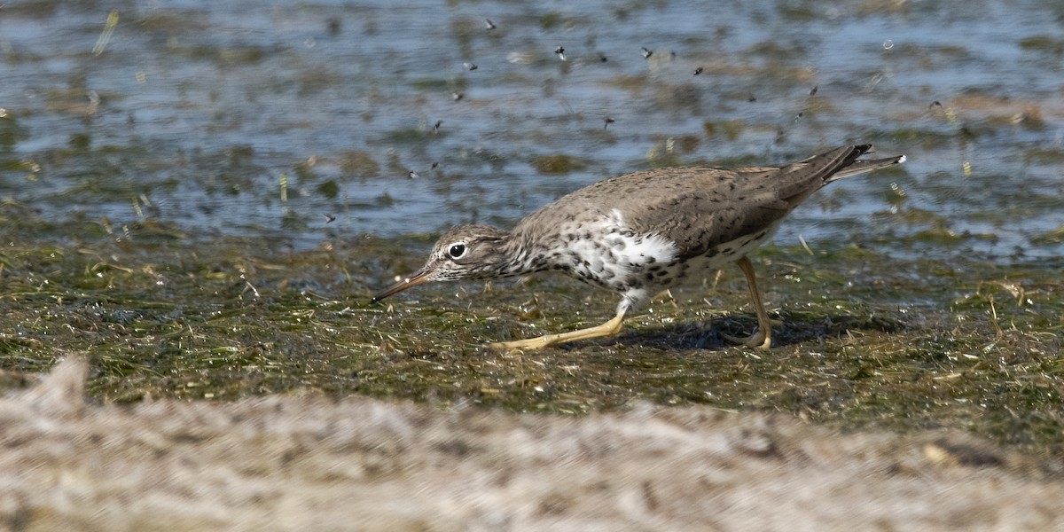 Spotted Sandpiper - ML618421537