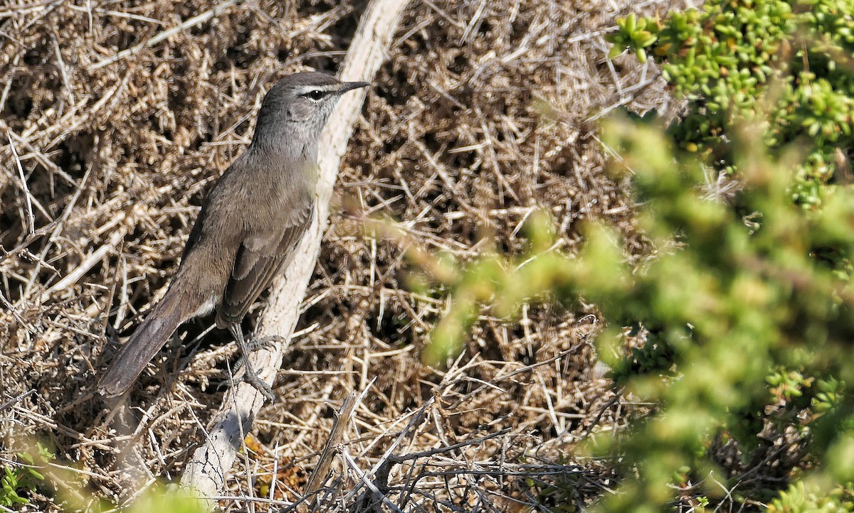 Karoo Scrub-Robin - Hubert Söhner