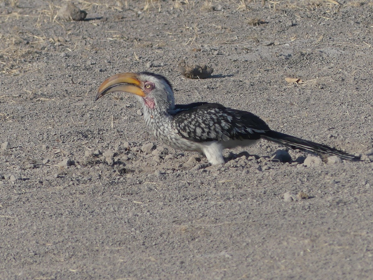 Southern Yellow-billed Hornbill - Robin Conway