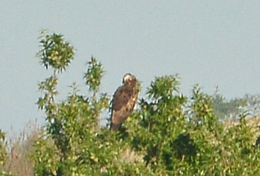 Short-toed Snake-Eagle - ML618421544