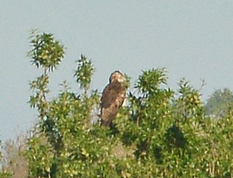 Short-toed Snake-Eagle - ML618421545