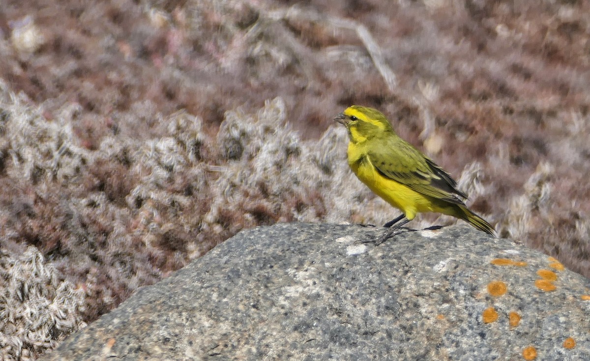 Yellow Canary - ML618421547