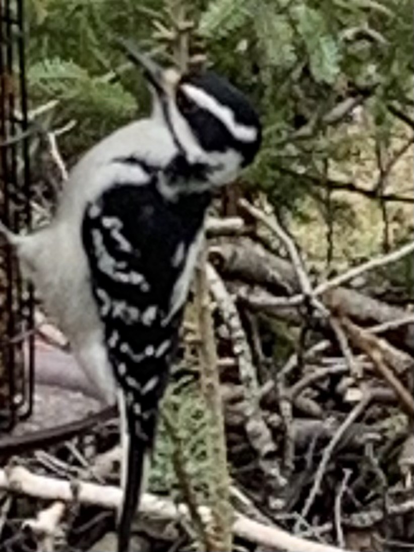 Hairy Woodpecker - ML618421549