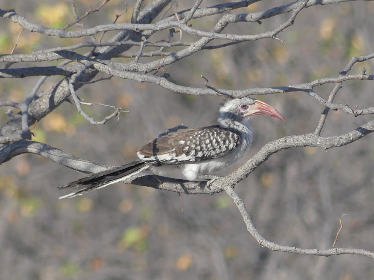 Southern Red-billed Hornbill - Robin Conway
