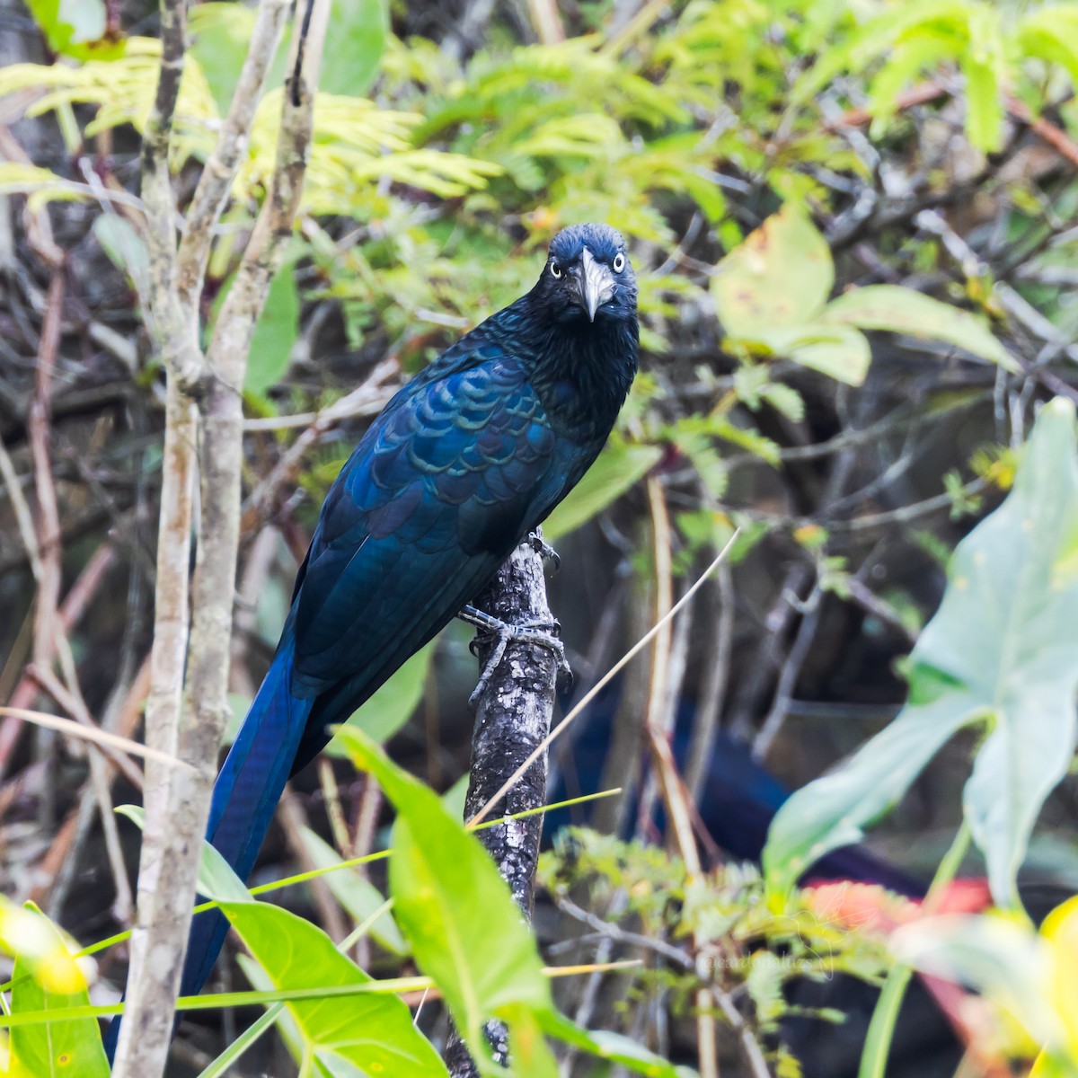 eBird Checklist - 27 Jan 2024 - Mitú pueblo -- Parque Principal - 39 ...