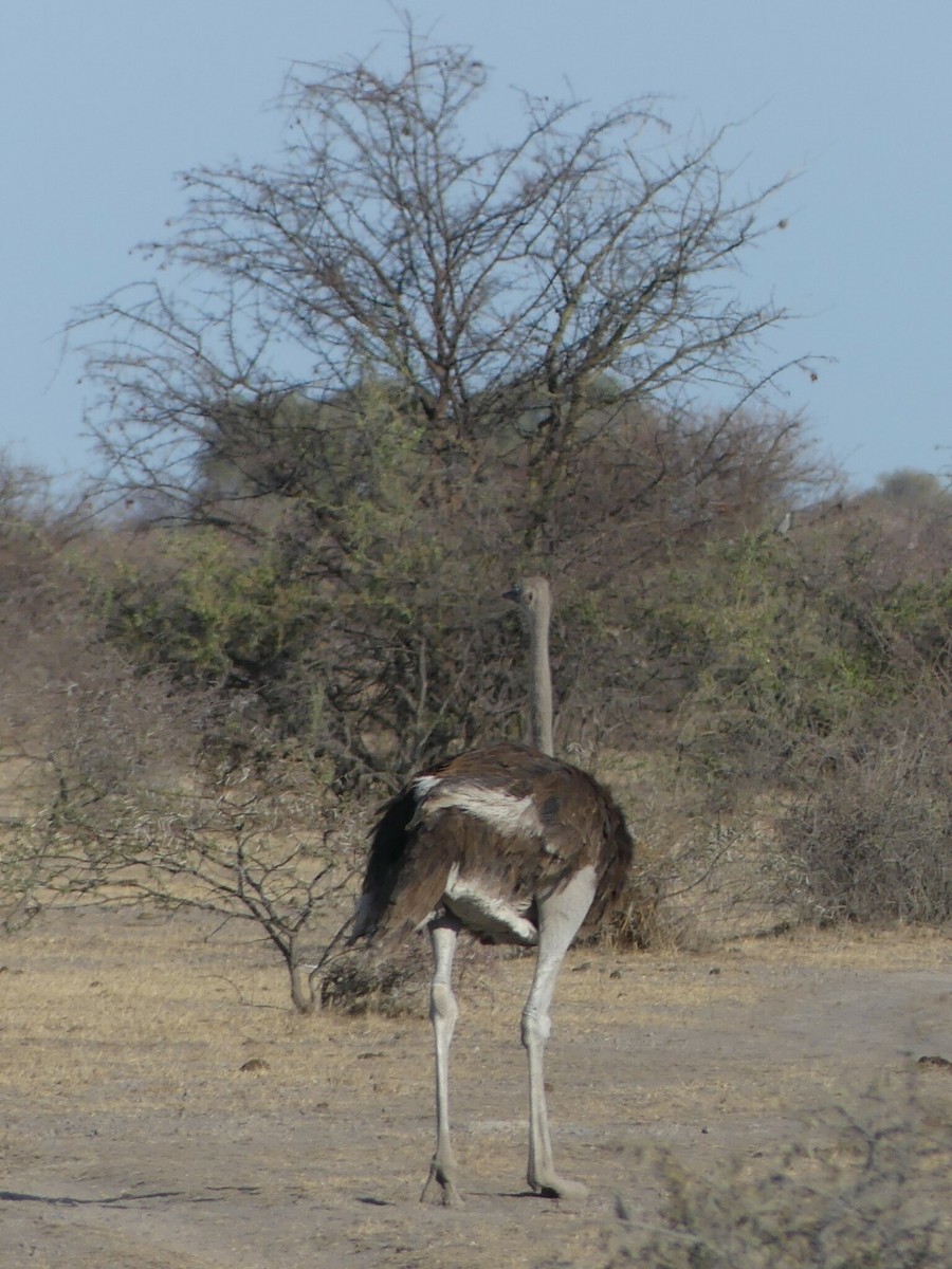 Common Ostrich - ML618421559