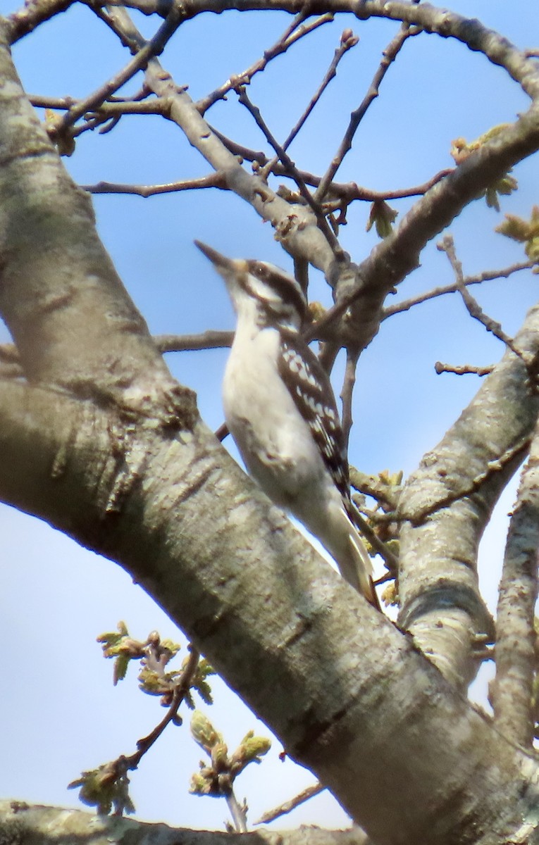 Hairy Woodpecker - ML618421562