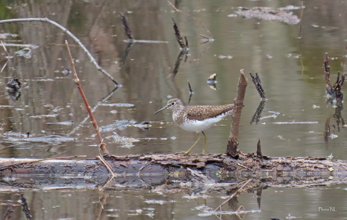 Solitary Sandpiper - Nathalie L. COHL 🕊