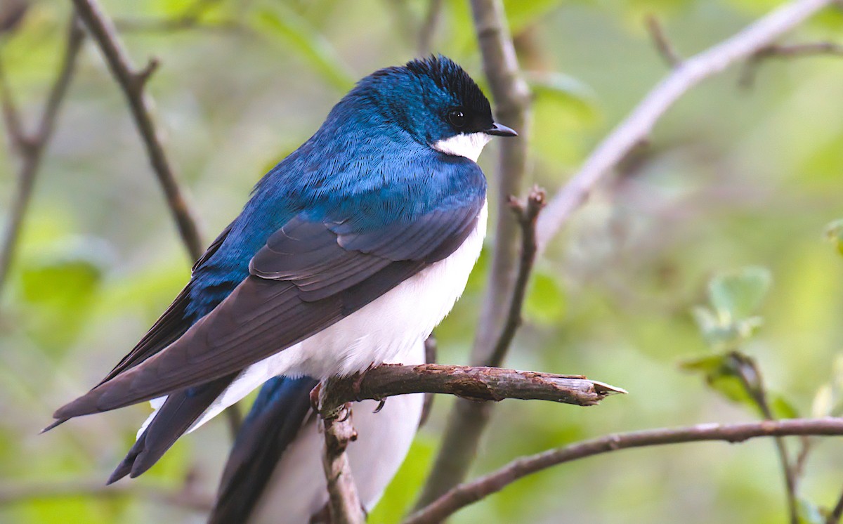 Tree Swallow - ML618421609