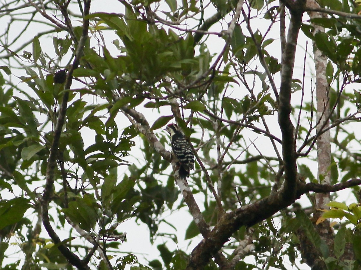 Stripe-breasted Woodpecker - Joost Foppes