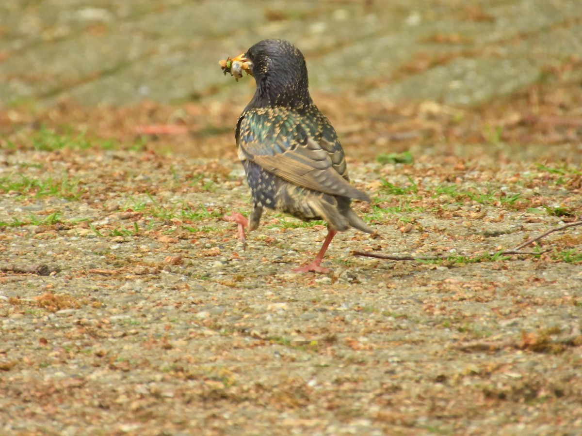 European Starling - Dennis op 't Roodt