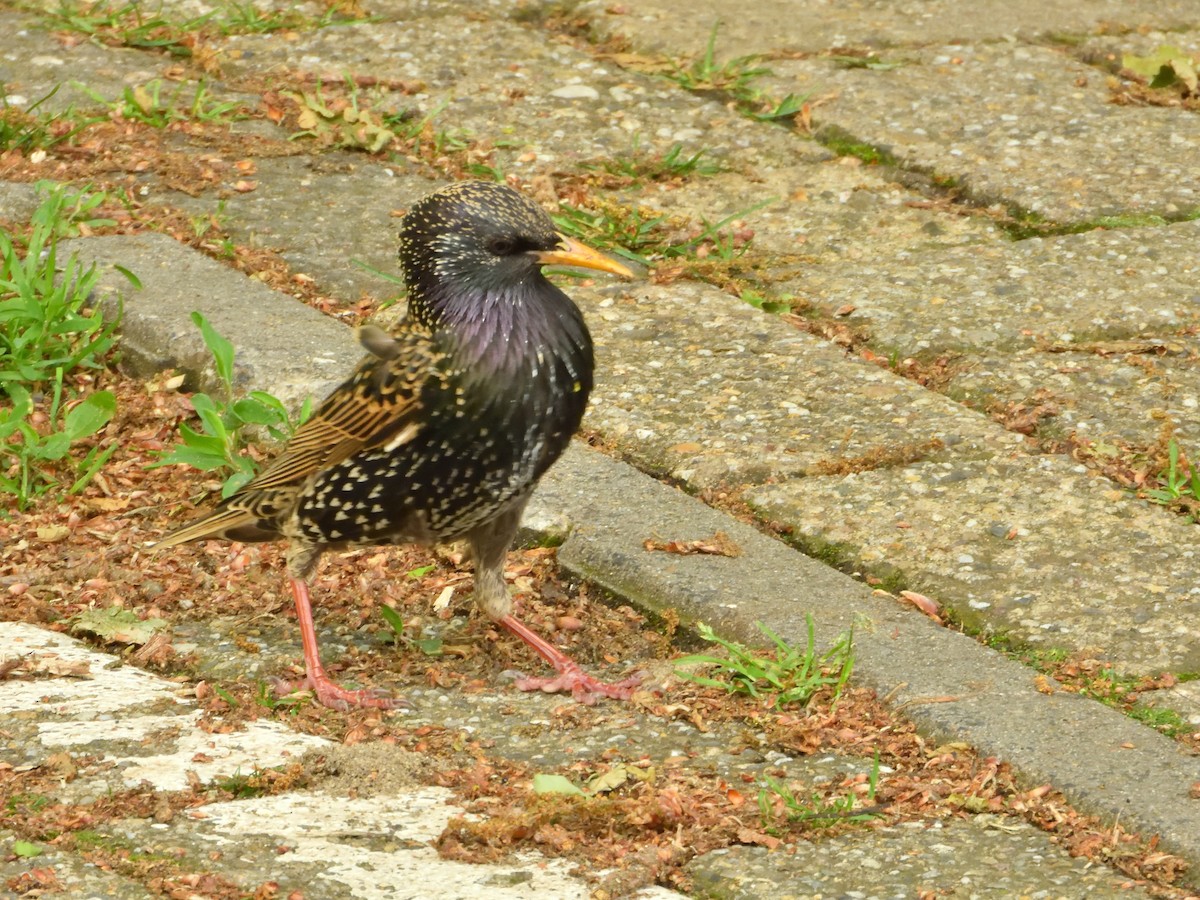 European Starling - Dennis op 't Roodt