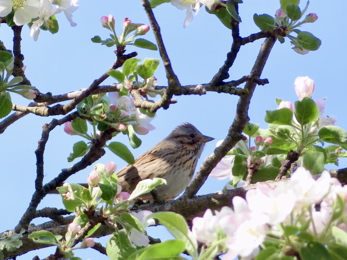 Lincoln's Sparrow - Sara Griesemer