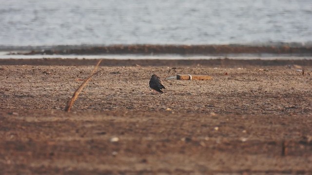 Amur Falcon - ML618421644