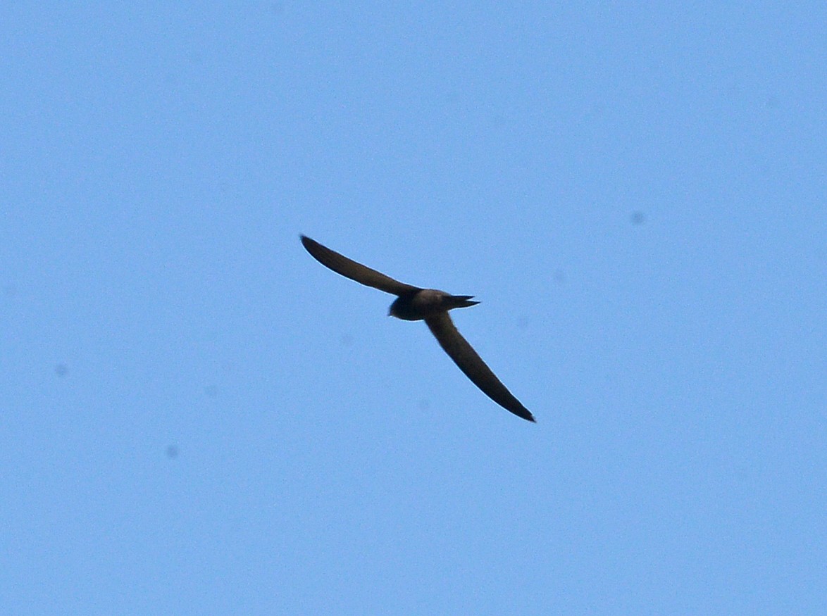 Pallid Swift - ML618421646