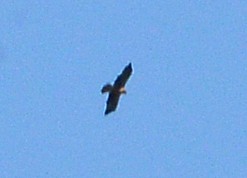 European Honey-buzzard - ML618421661