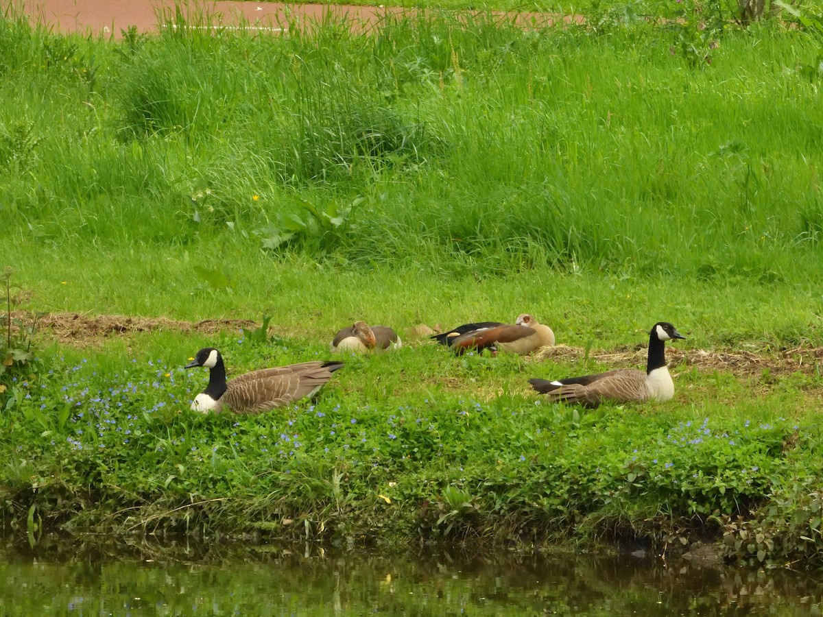 Canada Goose - ML618421691