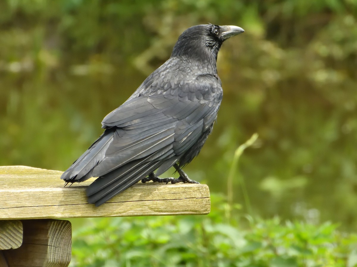 Carrion Crow - Dennis op 't Roodt