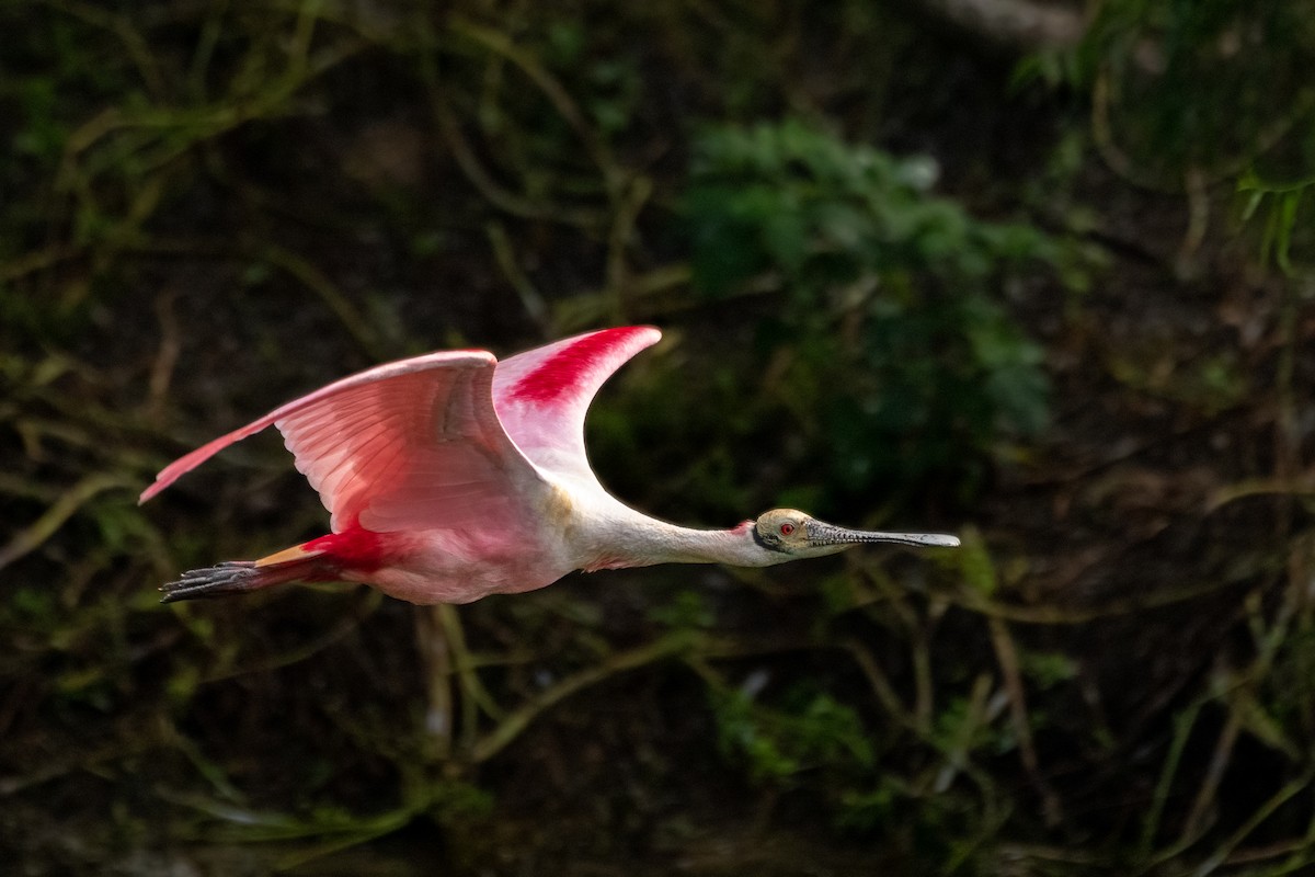 Roseate Spoonbill - Michael Herrera