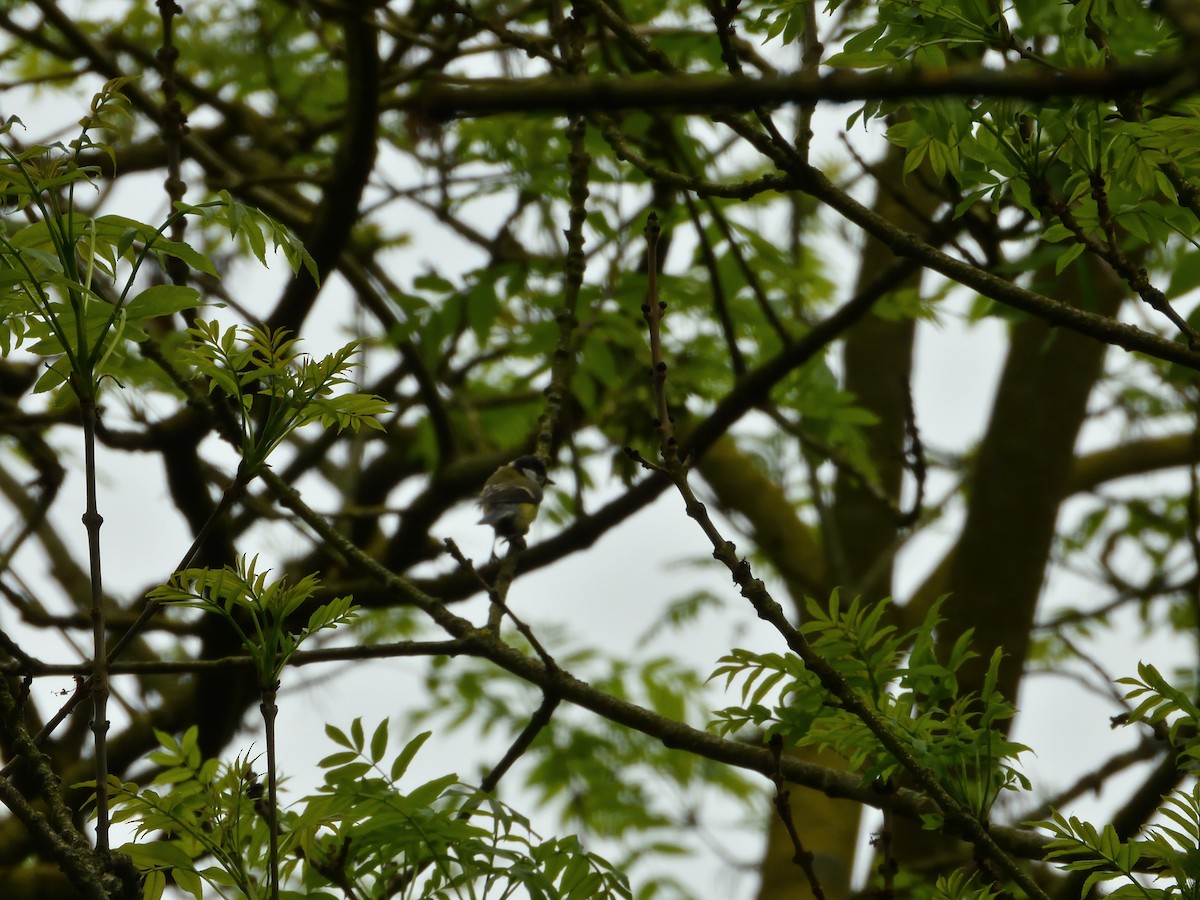 Great Tit - Dennis op 't Roodt