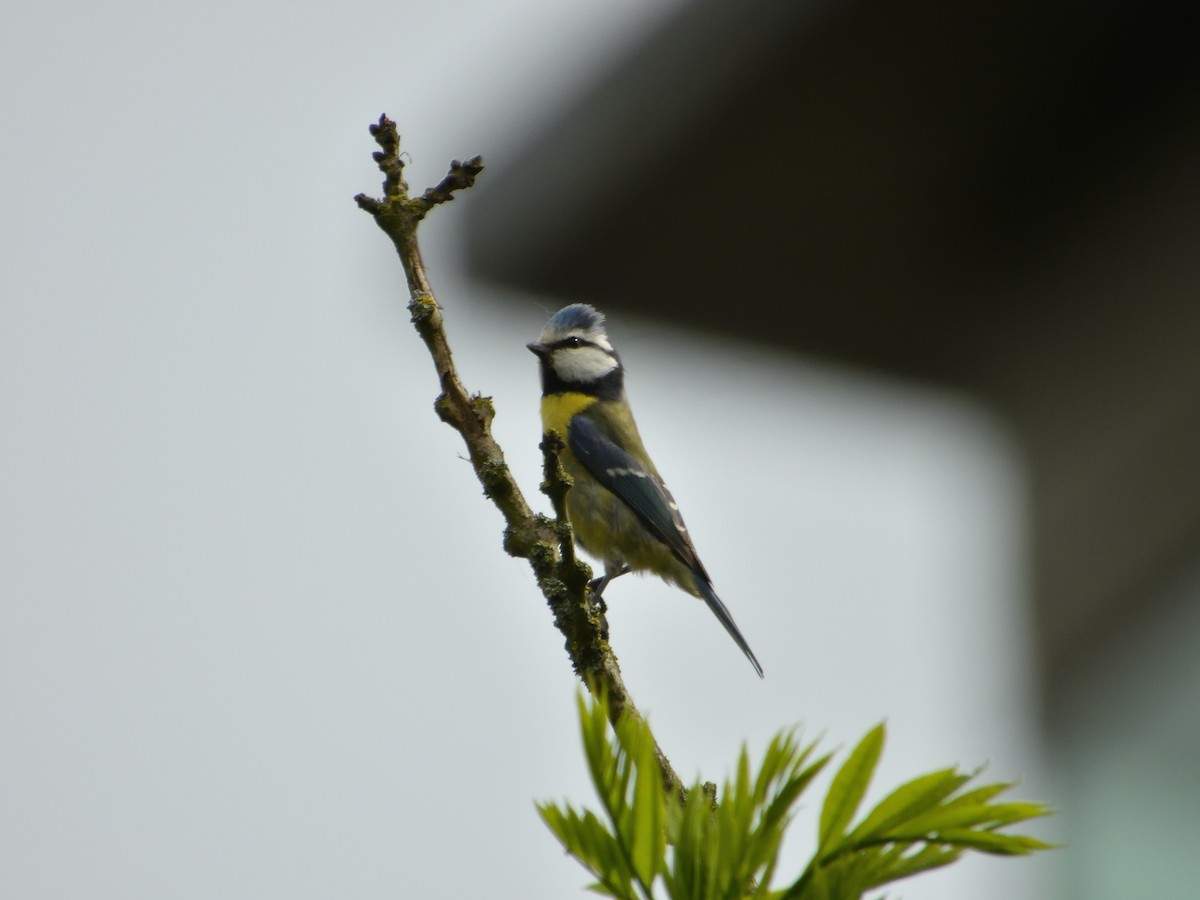 Eurasian Blue Tit - Dennis op 't Roodt