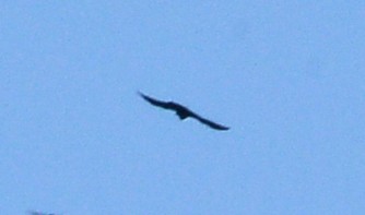 Golden Eagle - ML618421713