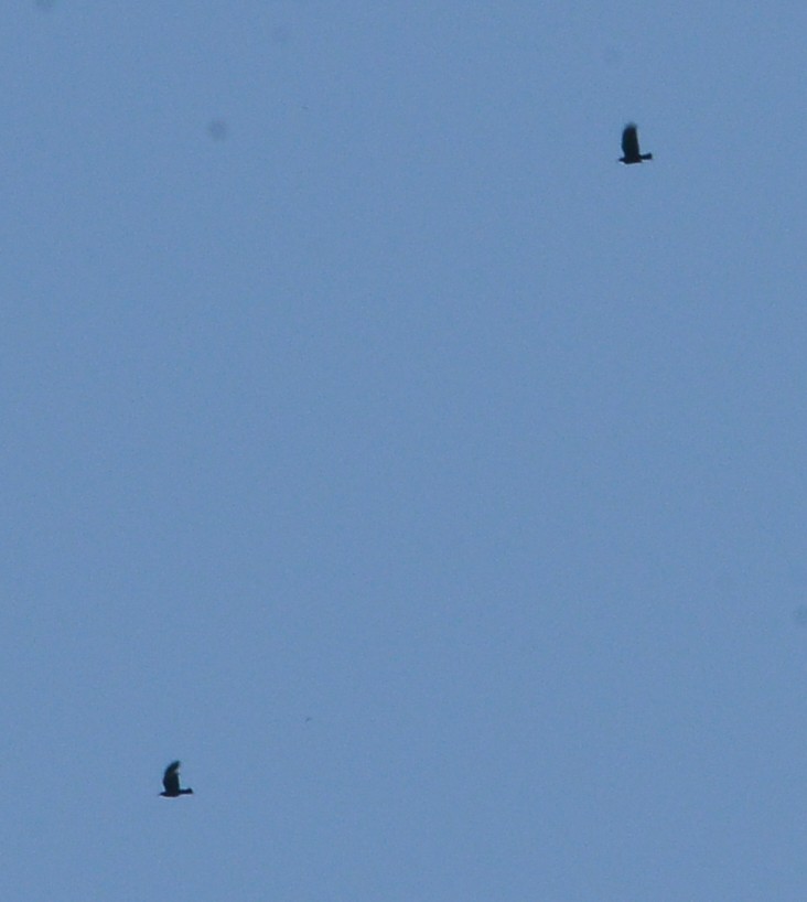 Red-billed Chough - ML618421724