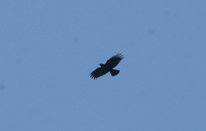 Red-billed Chough - ML618421725