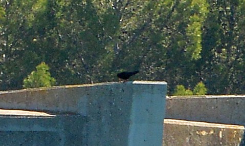 Red-billed Chough - ML618421726